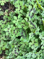 Pflanze: Brauner Stochschnabel, Geranium phaeum Bayern - Stadtbergen Vorschau