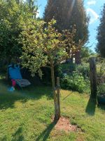 Apfelbaum zu verkaufen Hessen - Witzenhausen Vorschau