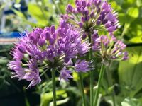 15 Samen Berg-Lauch Allium lusitanicum Wildblume lila,Biene Saarland - Großrosseln Vorschau