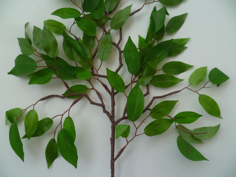 1 Zweig Blätter Ficus Benjamin,L = ca.50 cm, viele kl.Blätter in Hahnbach