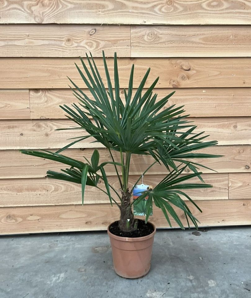 ✅NEU✅ Trachycarpus fortunei 50-260cm winterharte Hanfpalme 4 in Wiesloch