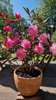 Rhododendron im Topf Kiel - Elmschenhagen-Nord Vorschau