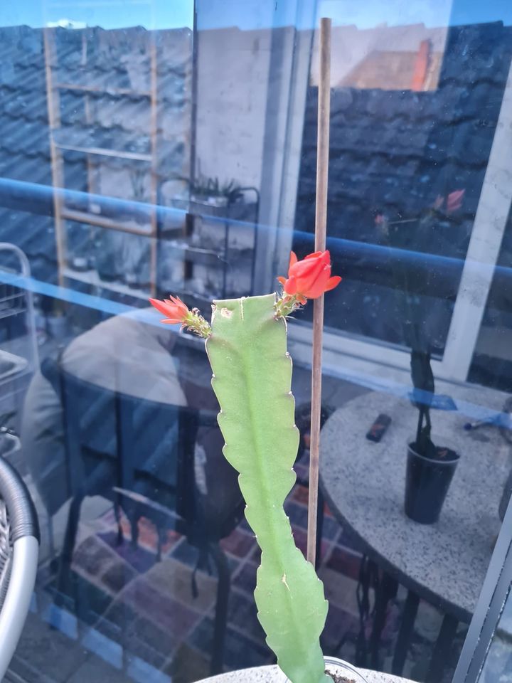 Epiphyllum Ackermannii in Bremen