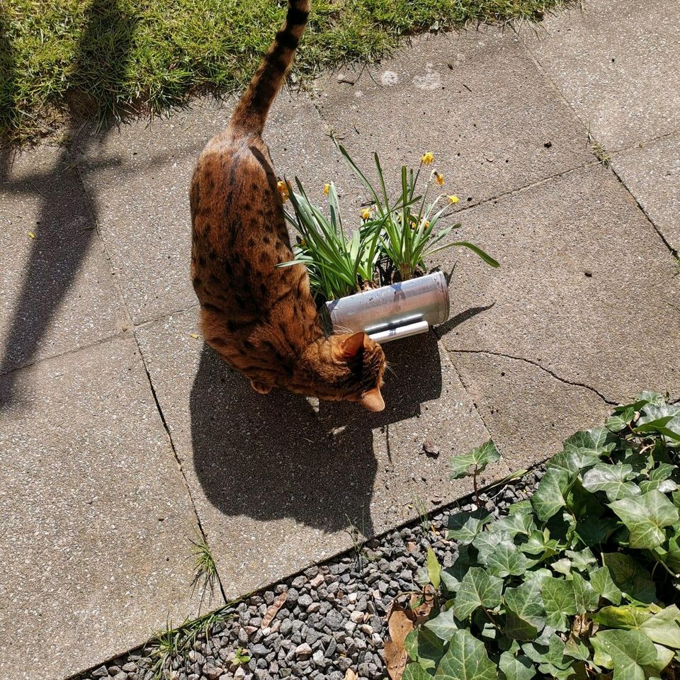 Bengal Kater/ Katze vermisst in Kiel