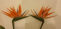 Strelitzia Stiel orange Kunstblume Paradiesvogel Blume 100cm Mitte - Gesundbrunnen Vorschau