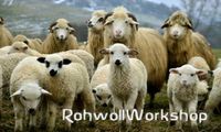 Rohwolle Workshop Schafe Schafwolle Naturfaser Niedersachsen - Hude (Oldenburg) Vorschau