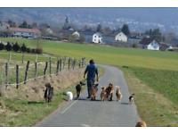 Professioneller Gassi-Service Kassel dogwalking Hundebetreuung in Kassel