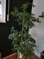 Ficus Benjamina - Zimmerpflanze Bayern - Kösching Vorschau