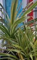 Cordyline Australis Stecklinge Nordrhein-Westfalen - Menden Vorschau