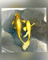 ⭐ Full Gold Guppy - Hochzucht Guppys aus Liebevoller Zucht Baden-Württemberg - Bretzfeld Vorschau