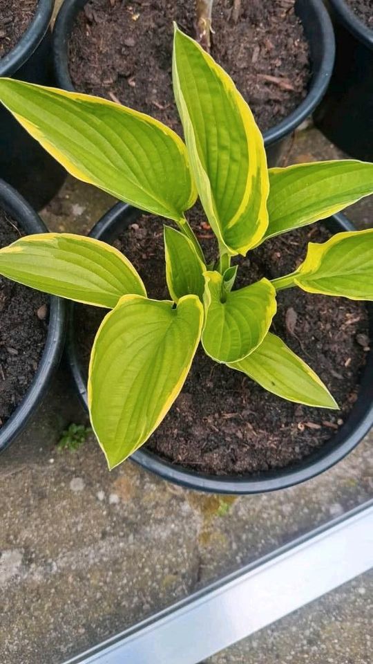 Funkie mit lilaner Blüte (Hosta) Jungpflanze in Gifhorn