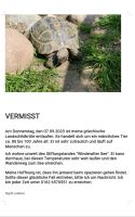 Schildkröte entlaufen Schleswig-Holstein - Satrup Vorschau