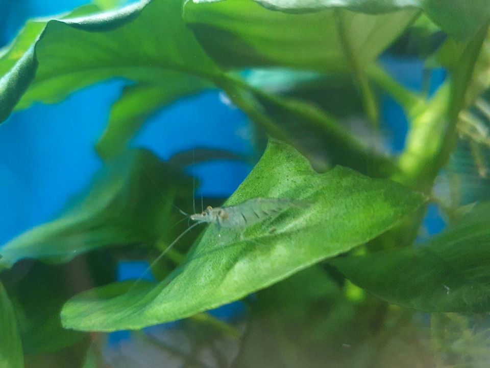 Caridina Sulawesi-Inlandsgarnelen in Bochum