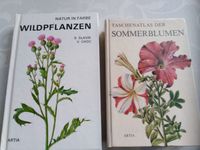 Wildpflanzen + Sommerblumen + Pilze Dresden - Strehlen Vorschau