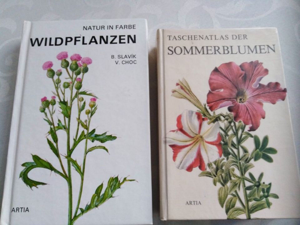 Wildpflanzen + Sommerblumen + Pilze in Dresden