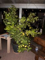 Zitronenbaum mit Früchten 380€ Bayern - Aschaffenburg Vorschau