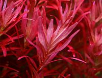 Rotala rotundifolia "Singapore" Mecklenburg-Vorpommern - Samtens Vorschau