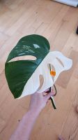 Steckling Monstera albo variegata 'Halfmoon' >20cm Baden-Württemberg - Aalen Vorschau