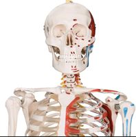 Anatomie Skelett Hessen - Birstein Vorschau