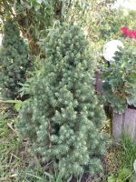 Zwerg- Zuckerhutfichten " Laurin" Picea Glauca Laurin Berlin - Reinickendorf Vorschau