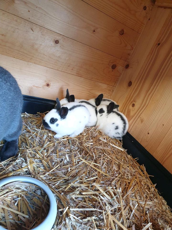 Junge Kaninchen/Kleinschecken blau-weiß/Vereinszucht in Ketsch