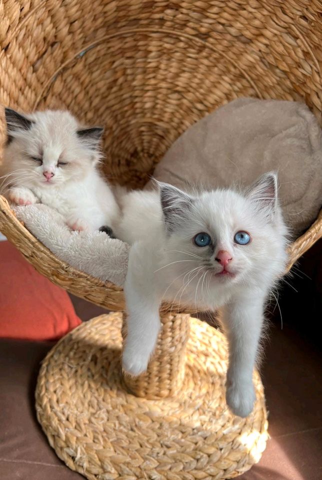 Ragdoll Birma Mix Kitten Paragraph 11er Tierschutzgesetz in Dautmergen