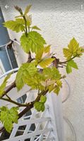 Weintrauben Strauch, Rot , Weintraubenpflanze *Lieferung möglich* Hemelingen - Hastedt Vorschau