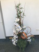 Riesen Orchideen Pflanze im Topf Brandenburg - Neuenhagen Vorschau
