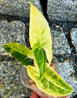 Seltene Syngonium Batik Variegata Stecklinge -  Y1 Hessen - Obertshausen Vorschau