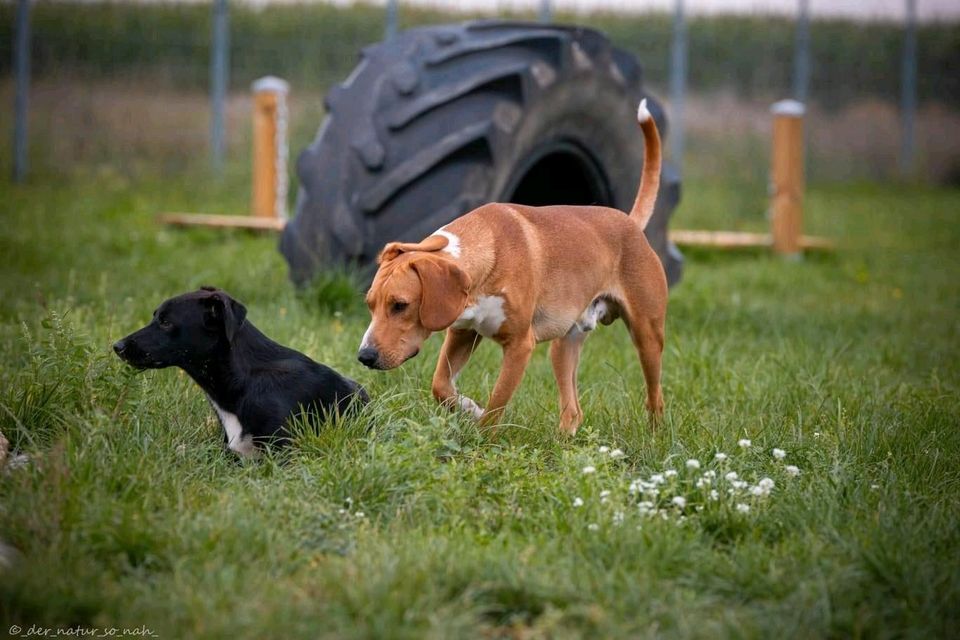 WALLY ❤ aus dem Tierschutz wünscht sich eine Familie in Möckern