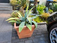 Agave Scabra xxl Kanarische Inseln Duisburg - Fahrn Vorschau