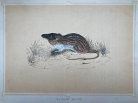 10x Bild Chinchilla Maus Beuteltier Meerschweinchen zoologisch Hessen - Kassel Vorschau