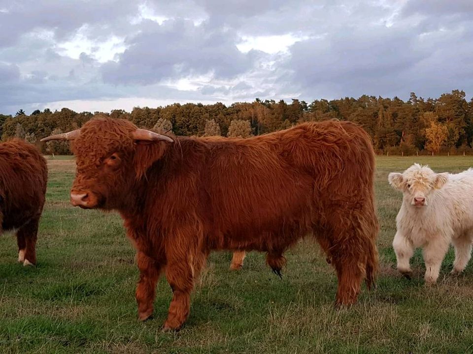 Highland Cattle / Schottische Hochlandrinder in Wittstock/Dosse
