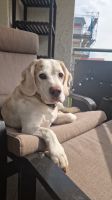 Beagle sucht ein neues zu Hause Hessen - Hanau Vorschau
