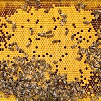 +++ Bienen - Bienenvolk - Bienenableger - Jungvolk - Dadant +++ Baden-Württemberg - Pfalzgrafenweiler Vorschau