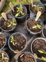 Tomatenpflanzen getopft verschiedene Sorten Baden-Württemberg - Ludwigsburg Vorschau