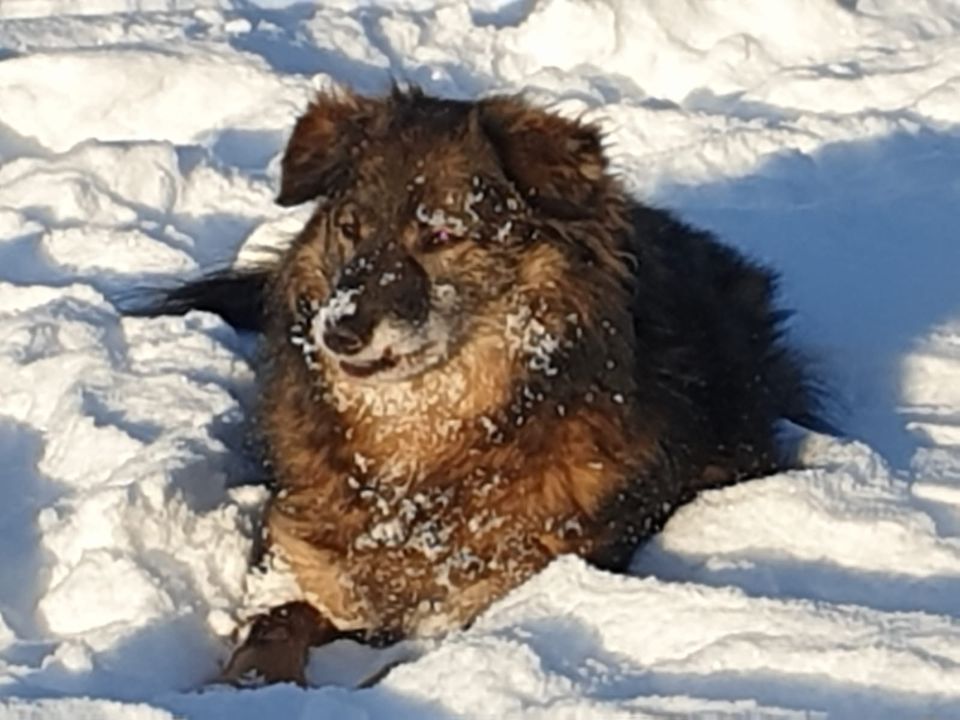 Putziger ELMO ❤️ aus dem Tierschutz sucht seine Menschen in Erftstadt