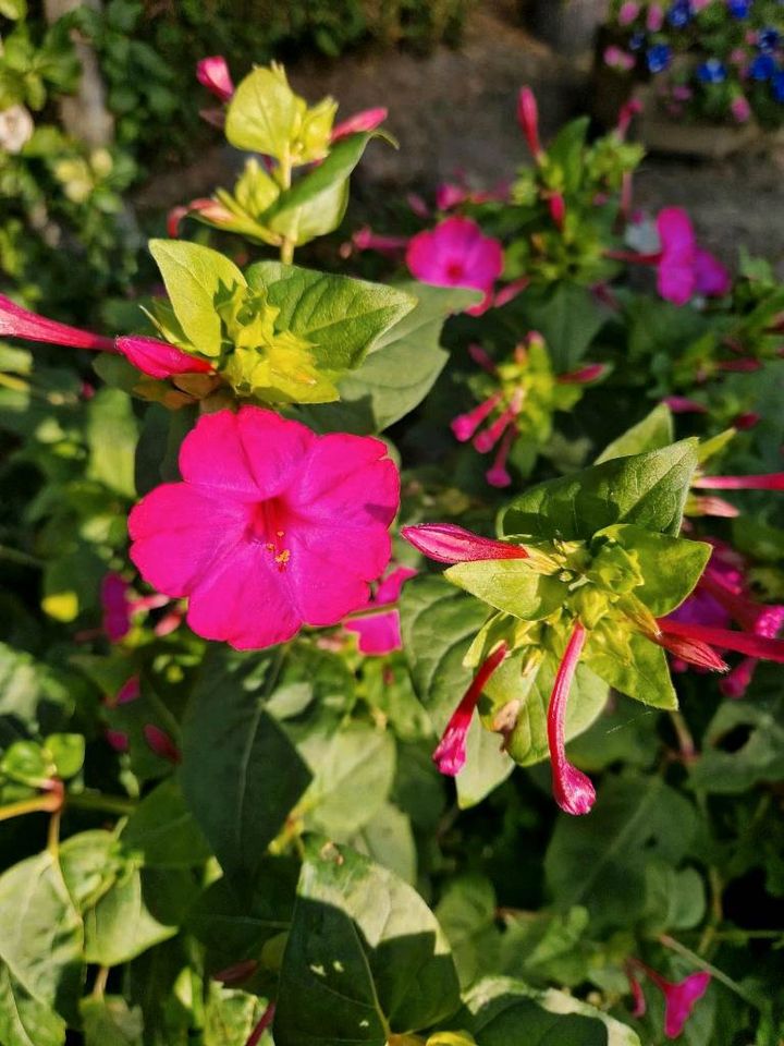 Samen der Wunderblume pink   25Samen in Greifswald