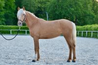 wunderschöne Stute, Palomino, Andalusier Mix, Pony Rheinland-Pfalz - Neustadt (Wied) Vorschau