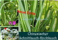 ♥ Chinesischer Knoblauch Schnittlauch Samen,Kräuter,Tulpenstolz Eimsbüttel - Hamburg Schnelsen Vorschau