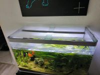 260 Liter Aquarium Baden-Württemberg - Wüstenrot Vorschau