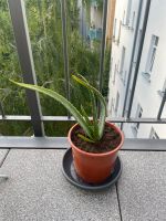Aloe Vera Pflanze Ableger Leipzig - Sellerhausen-Stünz Vorschau
