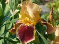 5x Schwertlilie Iris Rhizome winterharte Beetpflanze Bayern - Raubling Vorschau