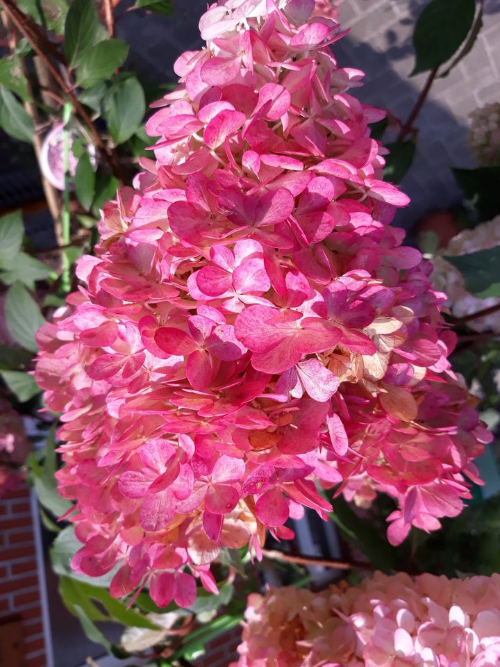 Rispenhortensie Hydrangea paniculata 'Magical Fire' 40-60cm in Westerstede