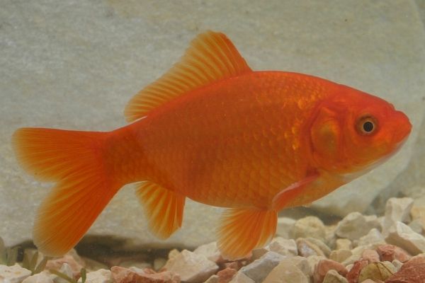 Goldfische Zierfische Shubunkin Koi, eigene Zucht in Kevelaer