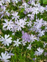 Phlox pink und hellblau, winterhart, Polsterstaude Niedersachsen - Rinteln Vorschau