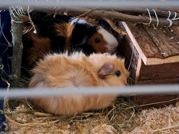 Zwei Junge Meerschweinchen Böcke in Paderborn