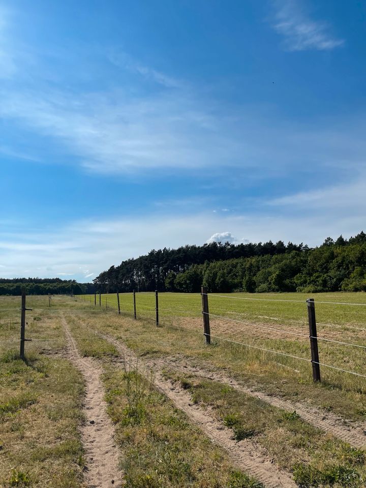 Einsteller für unsere Stute gesucht in Michendorf