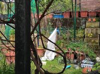 Suche Hilfe im Garten im Tausch gegen Pflanzen. Hessen - Gelnhausen Vorschau