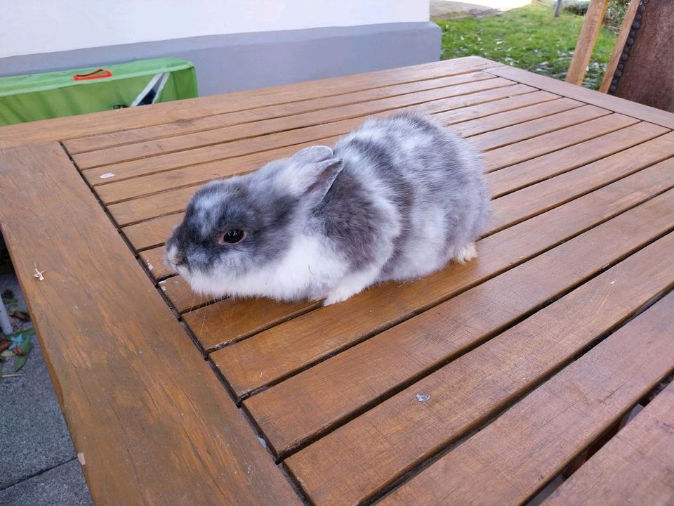 Kaninchen    Zwergkaninchen Kaninchen      Widder in Braunschweig